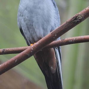 Red-footed falcon