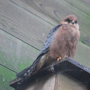 Red-footed falcon female
