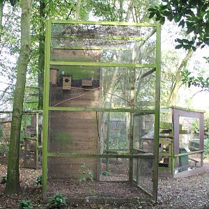 Aviary Red-footed falcons