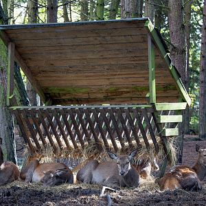 Red deer : Wildwood : 16 Oct 2014