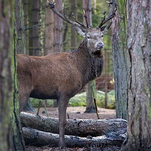 Red deer : Wildwood : 16 Oct 2014