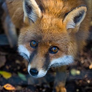 Red fox : Wildwood : 16 Oct 2014
