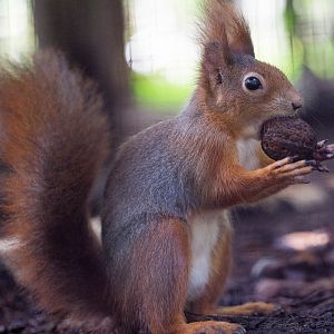 Red squirrel : Wildwood : 16 Oct 2014
