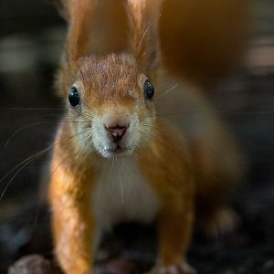 Red squirrel : Wildwood : 16 Oct 2014