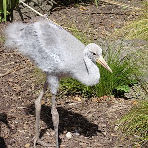 New female Brolga chick at six weeks
