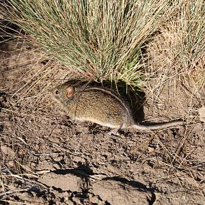 Four-striped Mouse