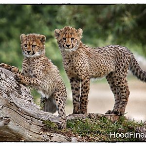 cheetah cubs