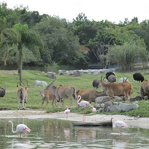 african savanah guadalajara zoo - eland, ostrich and flamingos