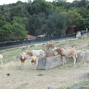 scimitar horned oryx and aoudad guadalajara zoo