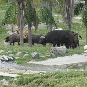cape buffalo herd guadalajara zoo