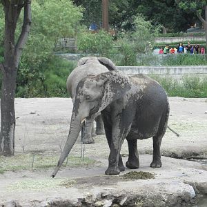 african elephants guadalajara zoo