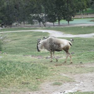 gnu guadalajara zoo