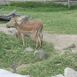 impala guadalajara zoo