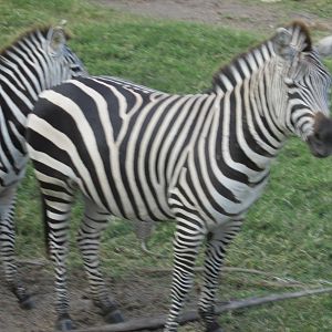grant`s zebra guadalajara zoo