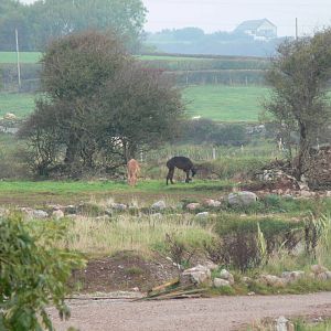 Alpaca at South Lakes, 11/10/14