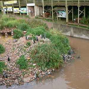 Penguin Exhibit at South Lakes, 11/10/14