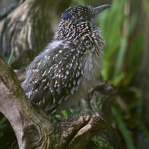 Greater roadrunner : Cotswold WP : 25 Oct 2014