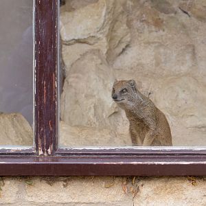 Yellow mongoose : Cotswold WP : 25 Oct 2014