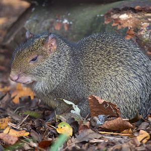 Azara's agouti : Cotswold WP : 25 Oct 2014