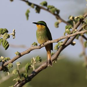 Little Bee-eater