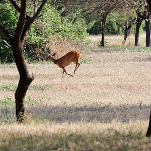 Bushbuck female