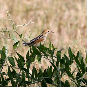 Whistling Cisticola