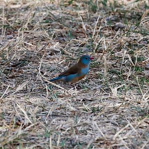 Blue-capped Cordon-bleu