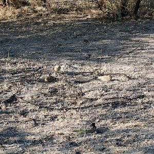 Heuglin's Coursers - three in this photo