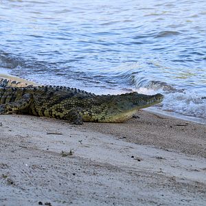 Nile Crocodile