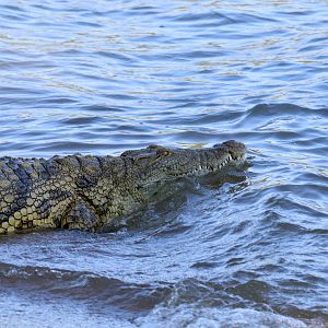 Nile Crocodile