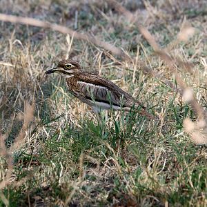 Water Dikkop (aka Thick-knee or Stone-Curlew)
