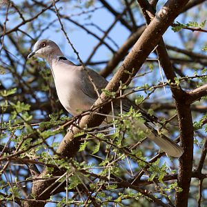 African Mourning Dove