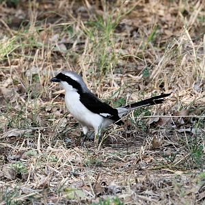 Grey-backed Fiscal Shrike