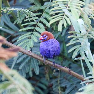 Purple Grenadier male