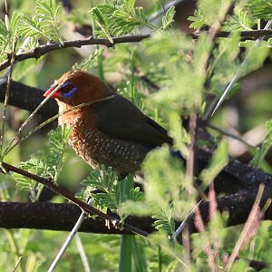 Purple Grenadier female