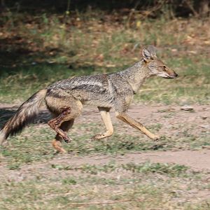 Side-striped Jackal with leg injury