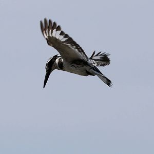 Pied Kingfisher