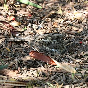 Square-tailed Nightjar male