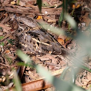 Square-tailed Nightjar male