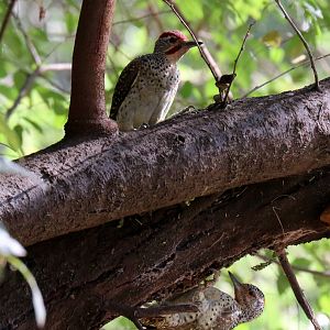 Nubian Woodpeckers, male on top