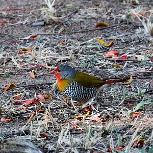 Green-winged Pytilia
