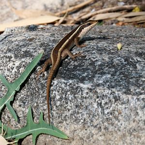 Striped Skink
