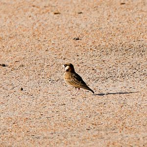 Fischer's Sparrowlark