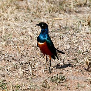 Superb Starling