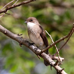 Swamp Flycatcher