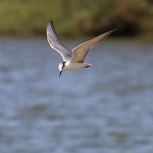 White-winged Tern