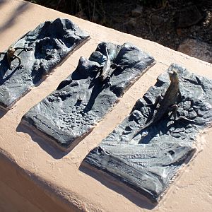 Bronze Signage for Lizard Exhibit