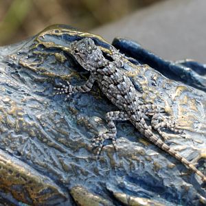 Ornate Tree Lizard