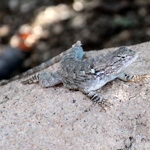 Ornate Tree Lizard