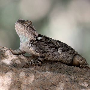 Desert Spiny Lizard